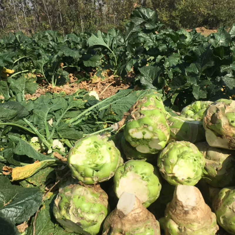 狮子头芥菜