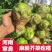 狮子头芥菜