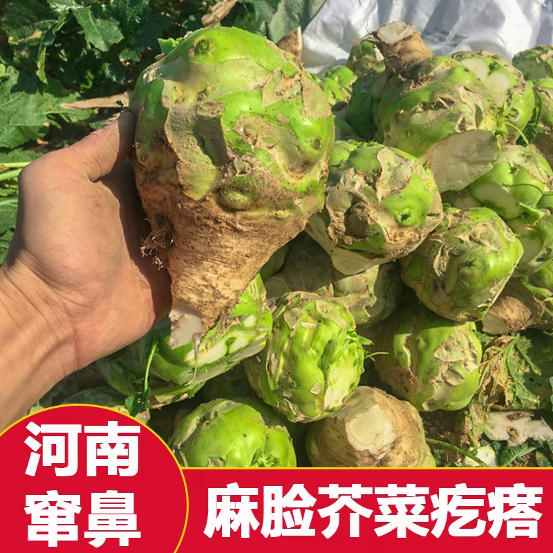 狮子头芥菜