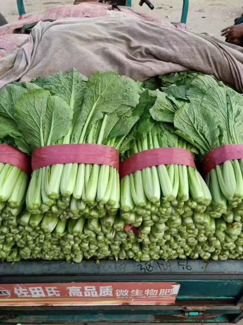 小白菜精品小白菜河北万亩蔬菜基地直发保质保量供货