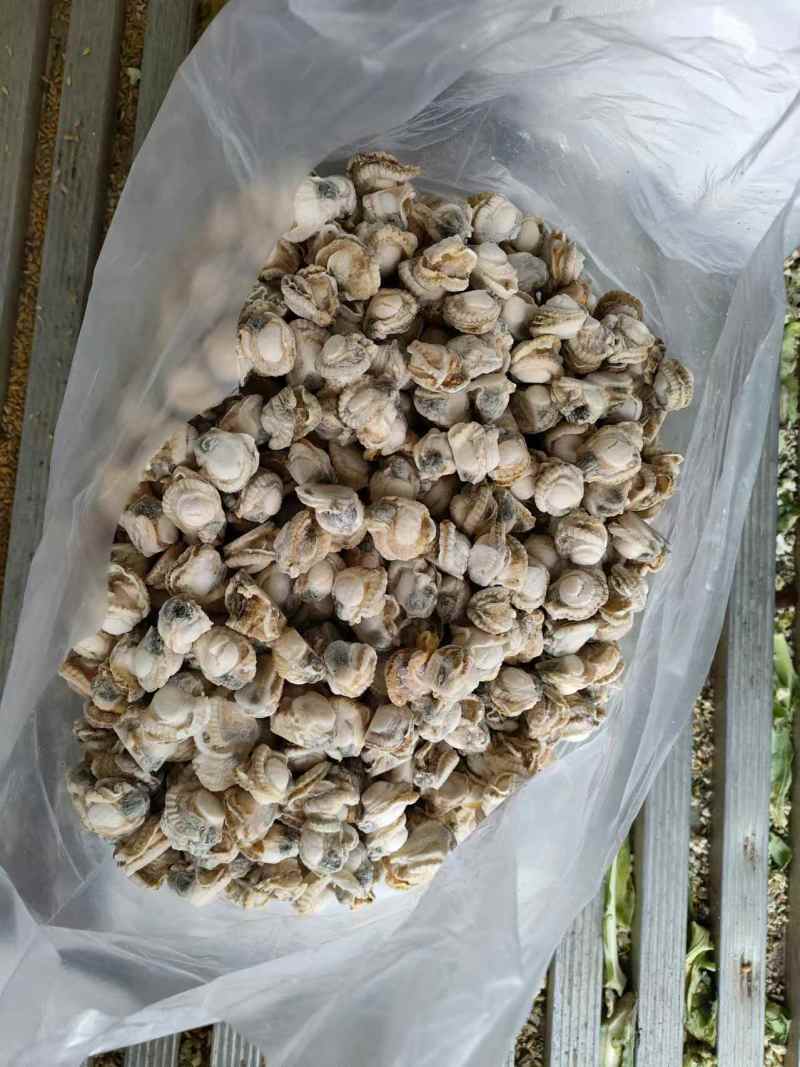 精品扇贝肉，规格齐全，货物新鲜。质量保证，价格优惠。