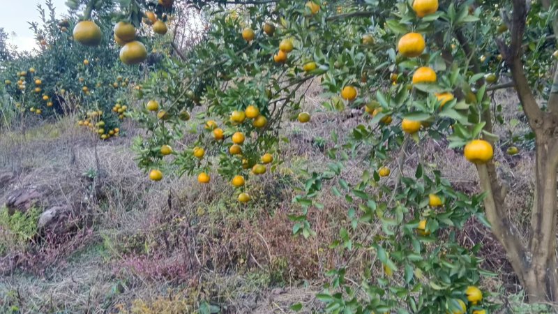 湖南碰柑大量上市基地一手货源大量批发全国发货