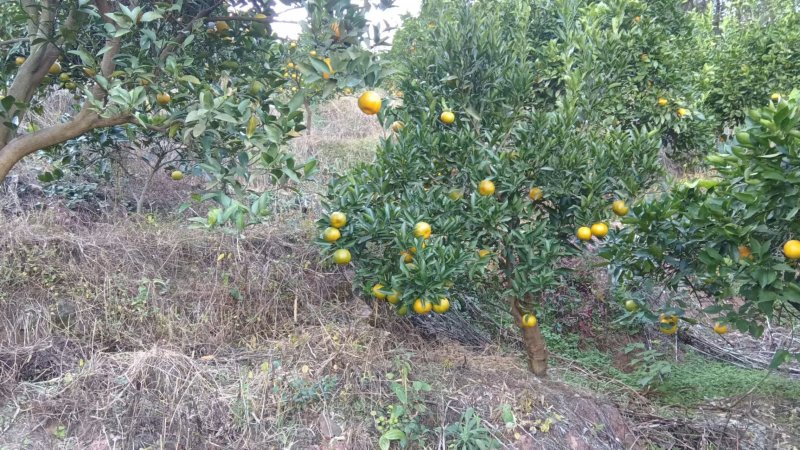 湖南碰柑大量上市基地一手货源大量批发全国发货