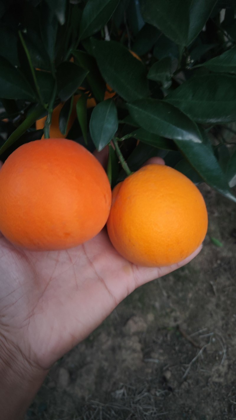 脐橙