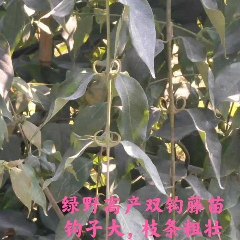 钩藤苗【正宗高产品种】大叶金钩藤苗双钩藤苗产地直销包邮