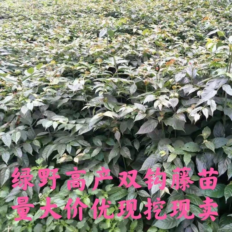 钩藤苗【正宗高产品种】大叶金钩藤苗双钩藤苗产地直销包邮