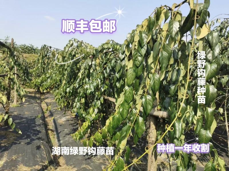 钩藤苗【正宗高产品种】大叶金钩藤苗双钩藤苗产地直销包邮