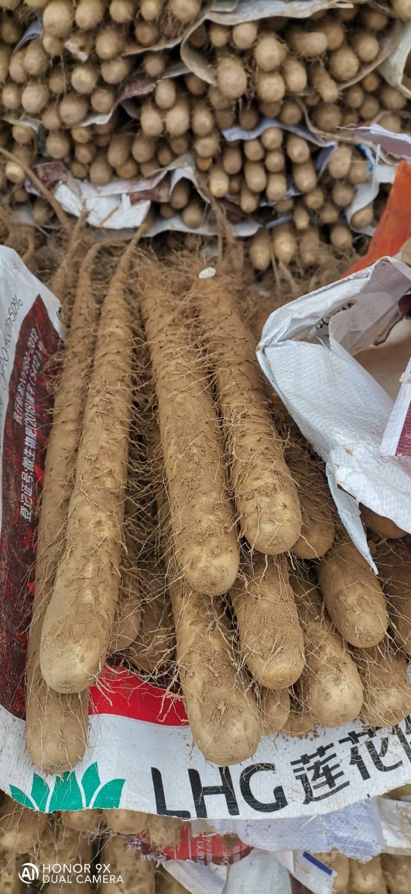 双棒山药