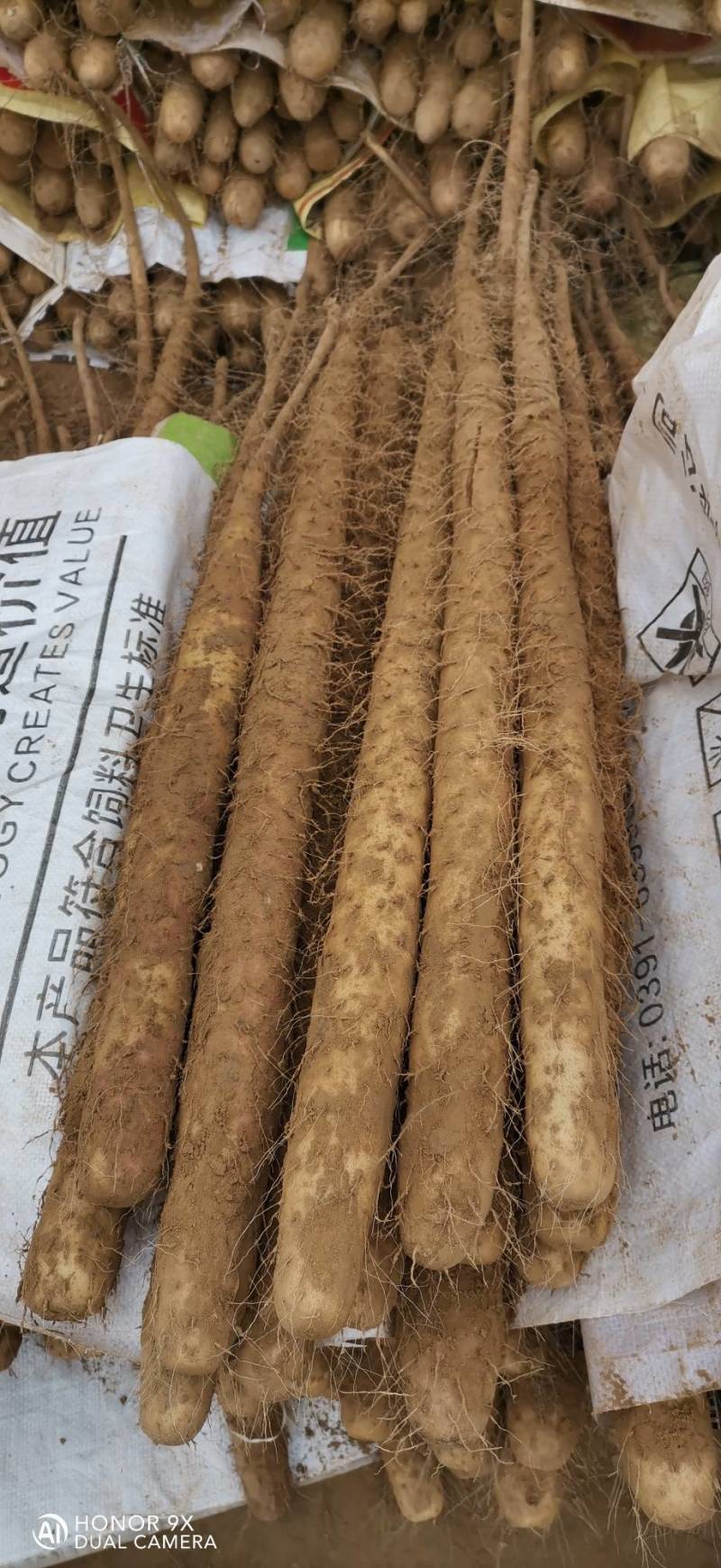 双棒山药