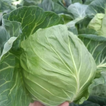 甘蓝河北万亩蔬菜基地直发保质保量供货