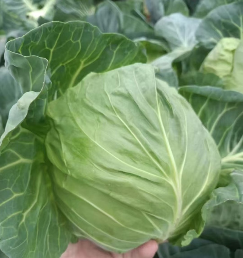 甘蓝河北万亩蔬菜基地直发保质保量供货