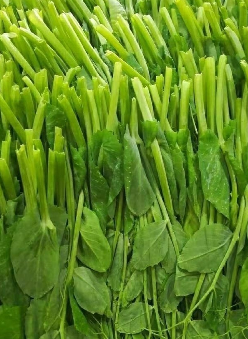 精品豌豆尖，豌豆苗