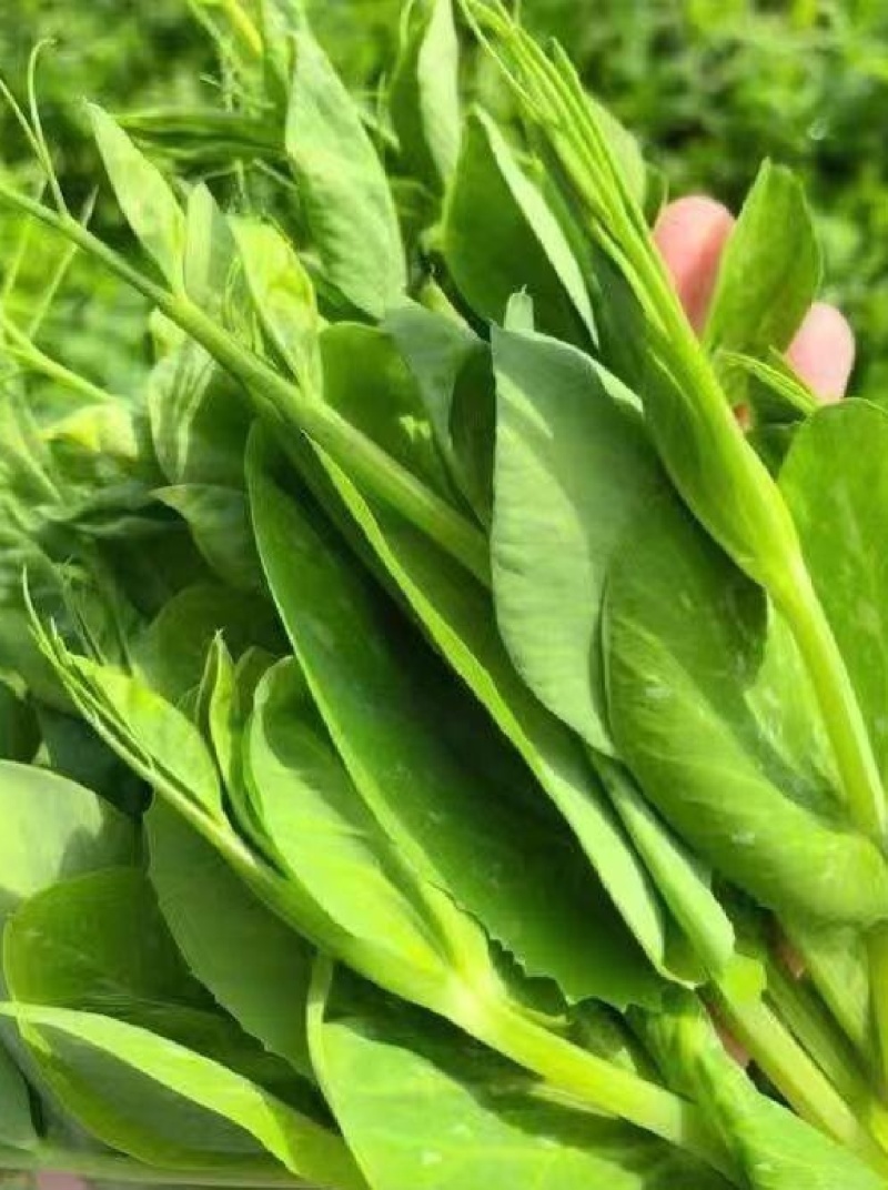 精品豌豆尖，豌豆苗