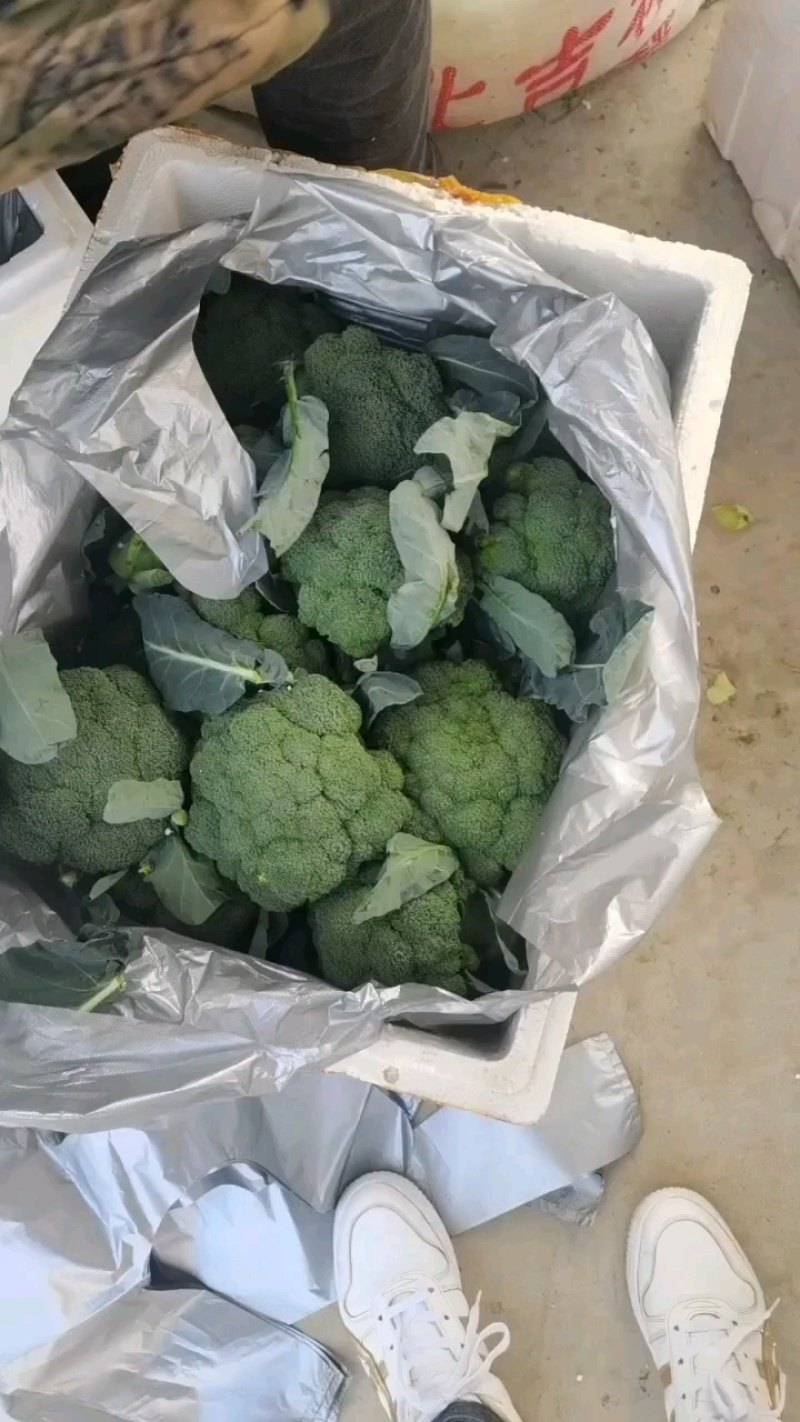 西兰花精品西兰花品质保障产地直供量大从优欢迎咨询