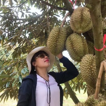 金枕榴莲，一手货源产地批发坏果包赔包售后包邮