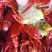 789清水小龙虾