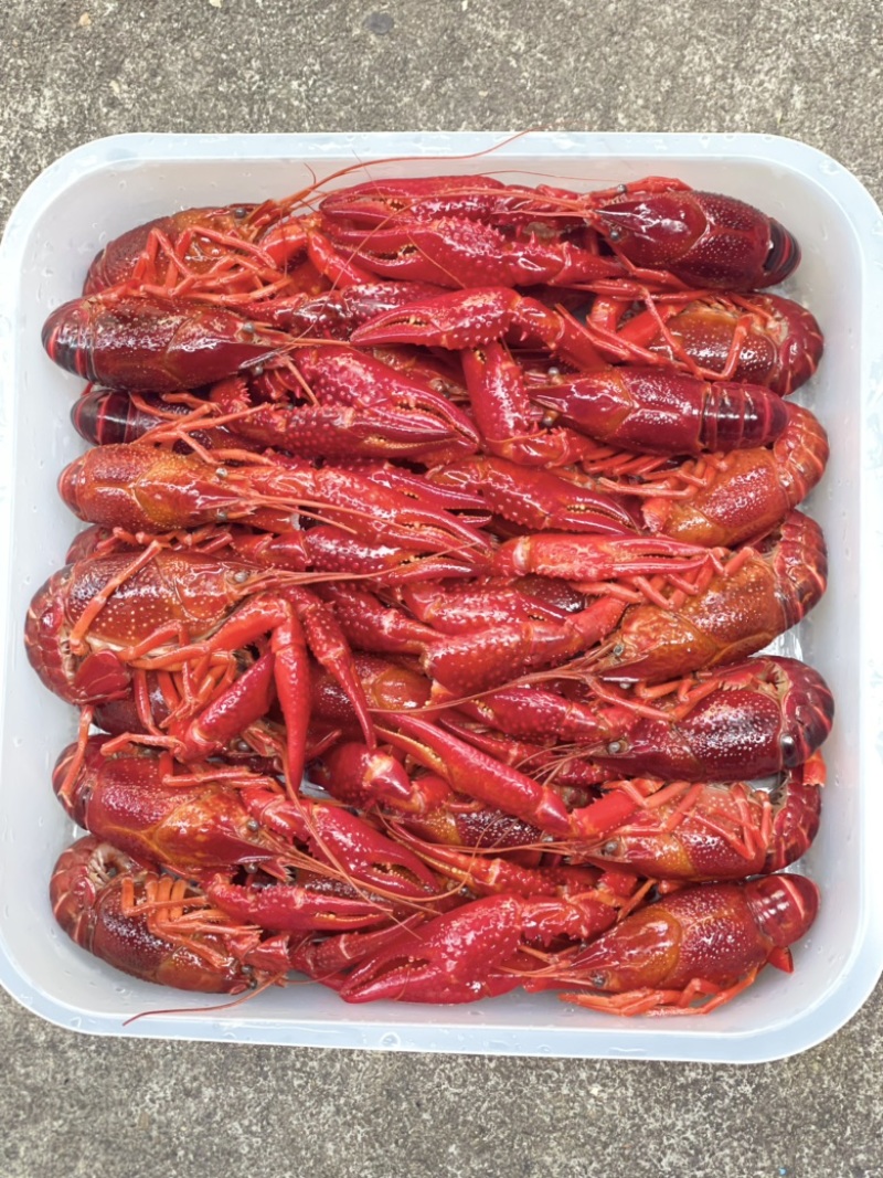 789清水小龙虾