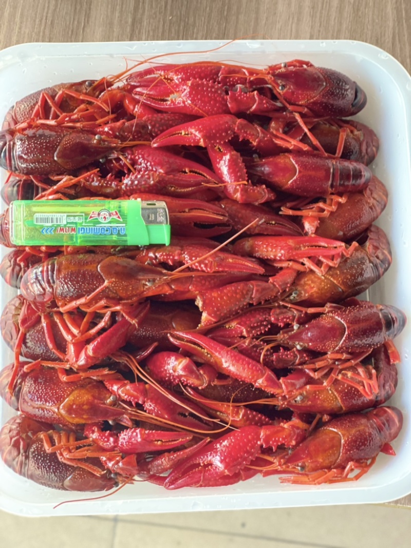 789清水小龙虾