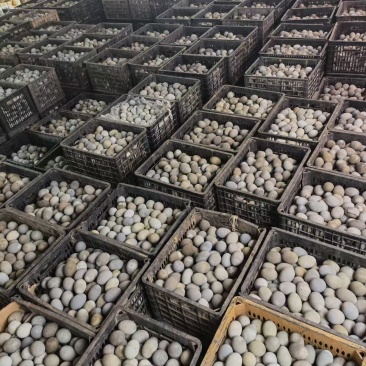 精品松花蛋，跑江湖赶集热销品