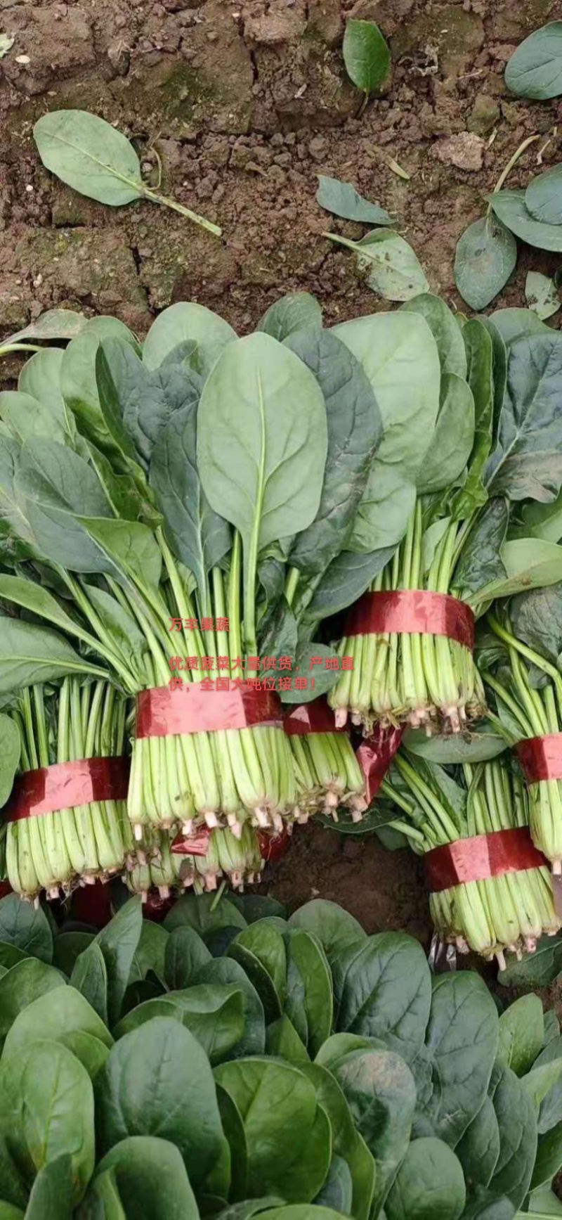 🔥菠菜山东惠民万亩菠菜种植基地规格齐全保质保量！