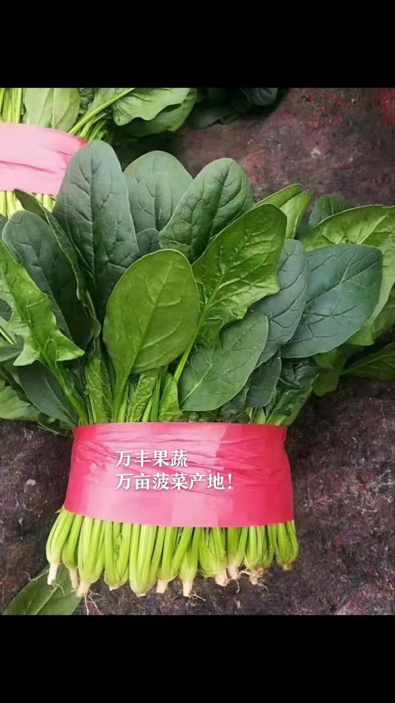 🔥菠菜山东惠民万亩菠菜种植基地规格齐全保质保量！