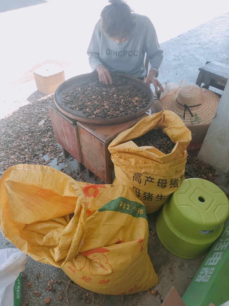 山野油茶籽