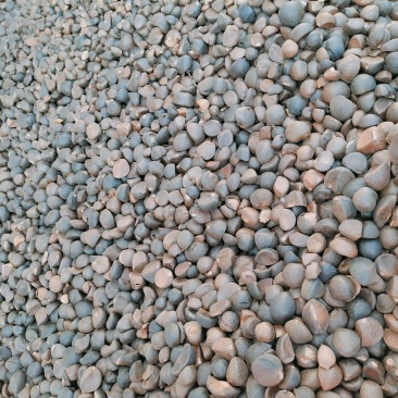 山野油茶籽
