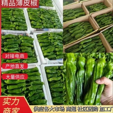 山东鲜辣椒薄皮椒，芜湖椒，对接电商市场超市，货源充足