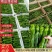 山东鲜辣椒薄皮椒，芜湖椒，对接电商市场超市，货源充足