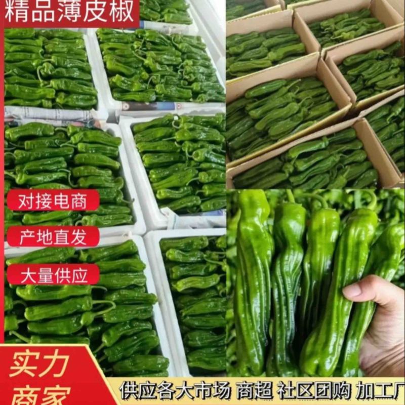 山东鲜辣椒薄皮椒，芜湖椒，对接电商市场超市，货源充足
