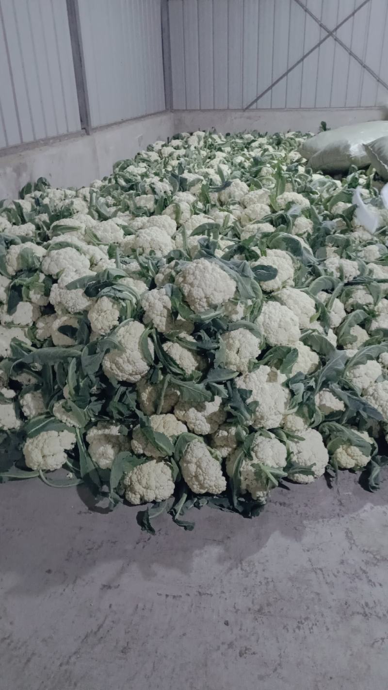 精品有机松花上市中