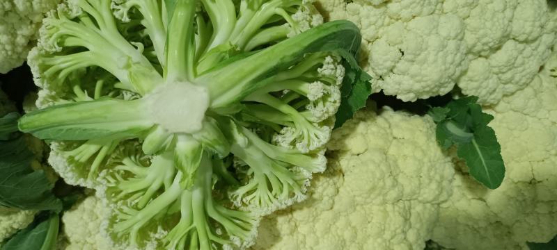 精品有机松花上市中