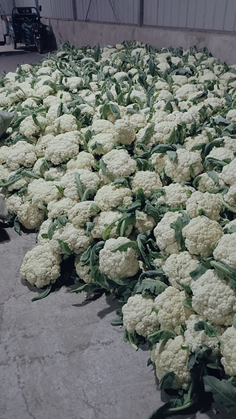精品有机松花上市中