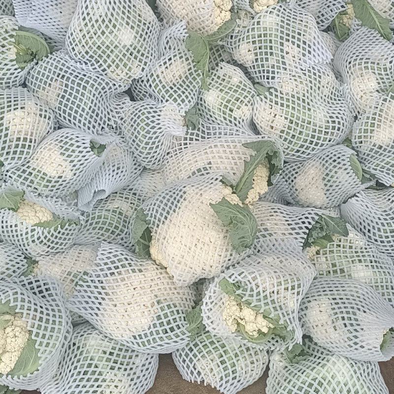 精品有机松花上市中