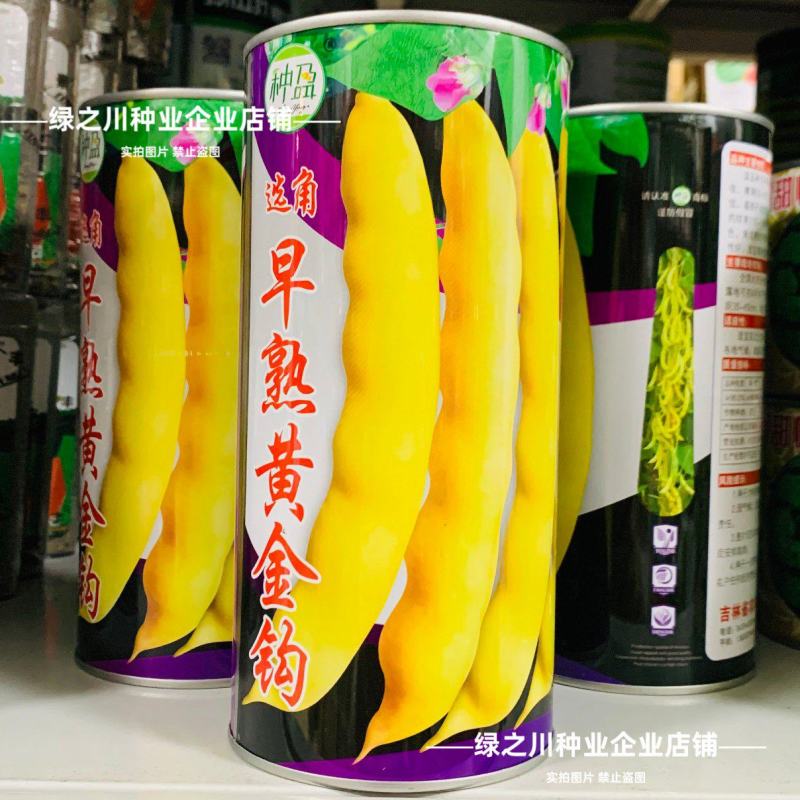 早熟黄金钩豆角种子黄豆角种子东北架油豆种籽黄金架豆种面糊
