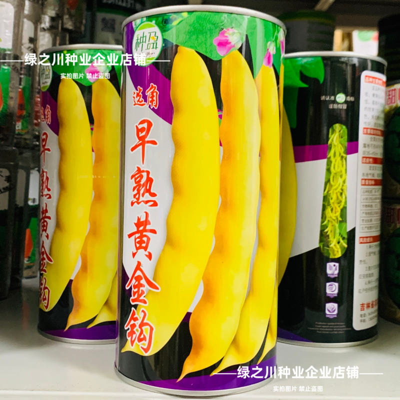 早熟黄金钩豆角种子黄豆角种子东北架油豆种籽黄金架豆种面糊