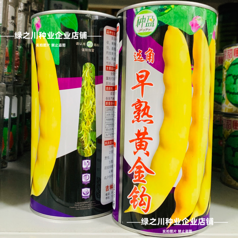 早熟黄金钩豆角种子黄豆角种子东北架油豆种籽黄金架豆种面糊