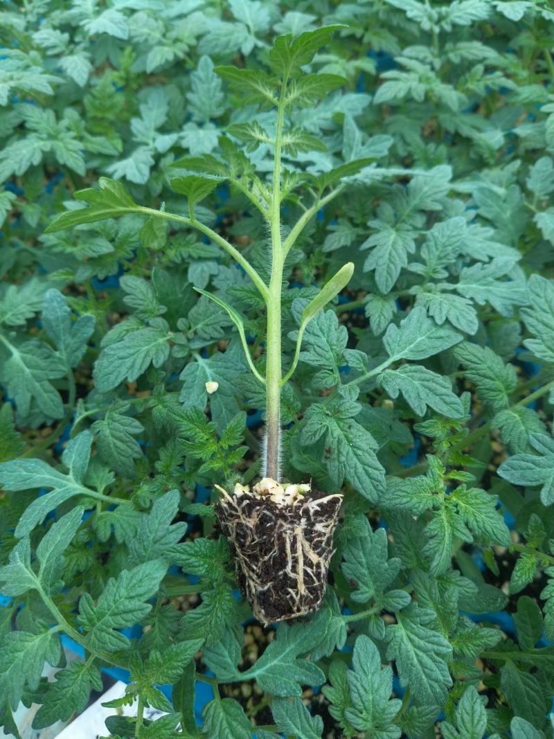 草莓番茄种子草莓西红柿种子绿肩浓郁脆甜可口抗病性强甜味浓
