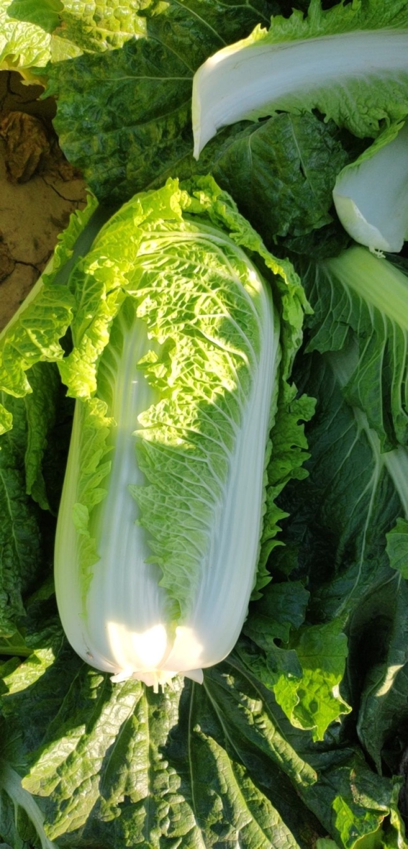 北京新三号白菜，无烧心，大量现货，诚信报价！