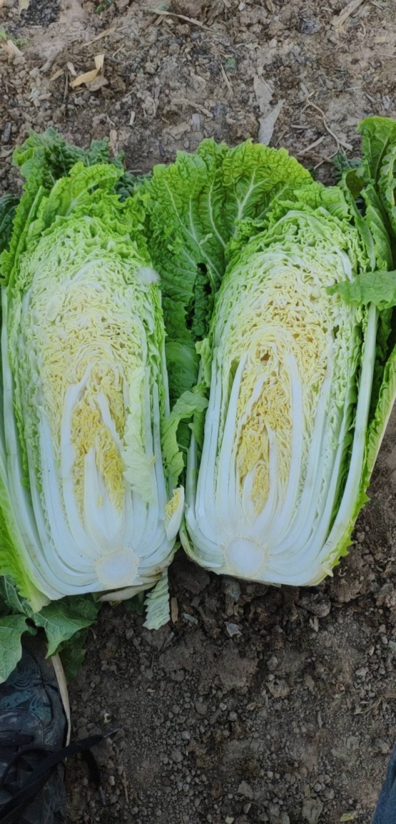 北京新三号白菜，无烧心，大量现货，诚信报价！