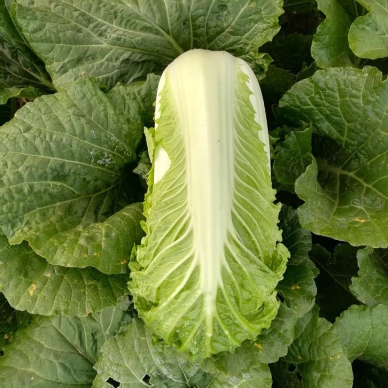 北京新三号白菜，无烧心，大量现货，诚信报价！
