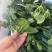 趴地菠菜霜打菠菜
