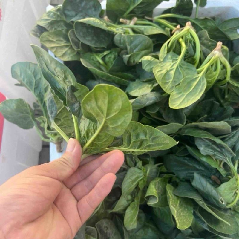 趴地菠菜霜打菠菜