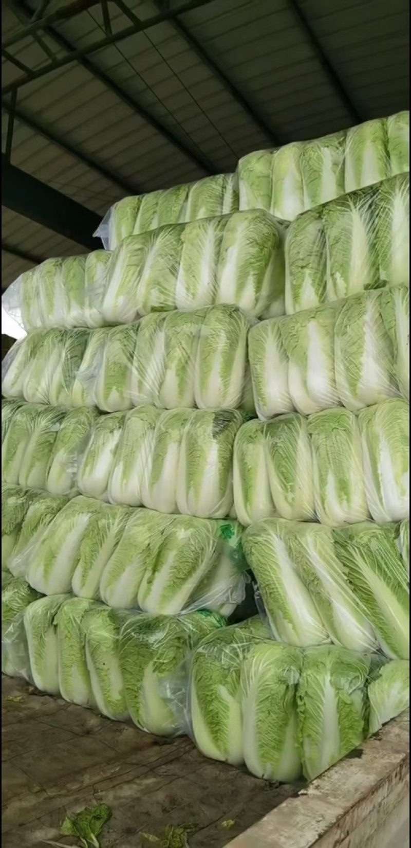 北京三号白菜提供各种规格包装无烧心品质保证全国发货