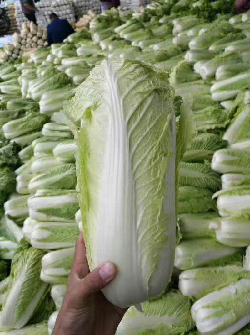 北京三号白菜提供各种规格包装无烧心品质保证全国发货