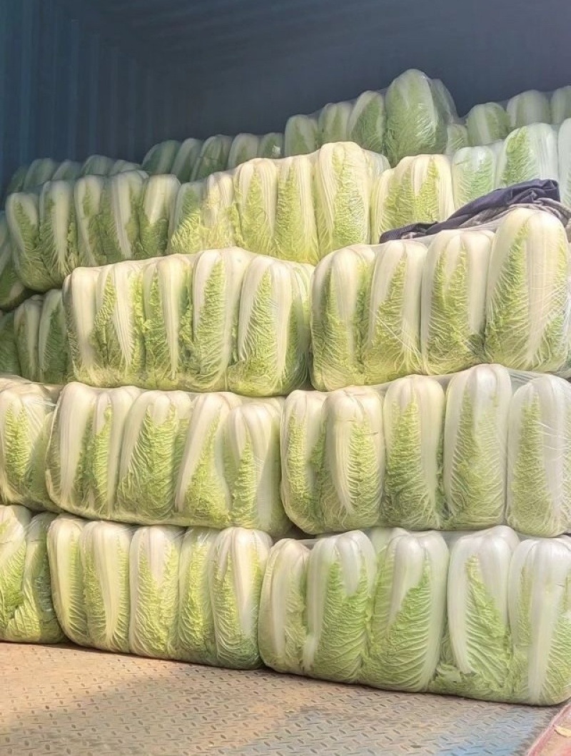 北京三号白菜提供各种规格包装无烧心品质保证全国发货