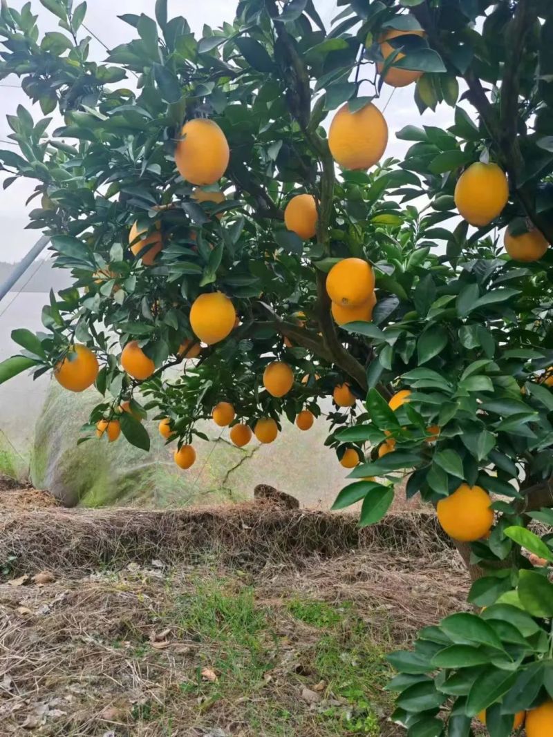 纽荷尔脐橙