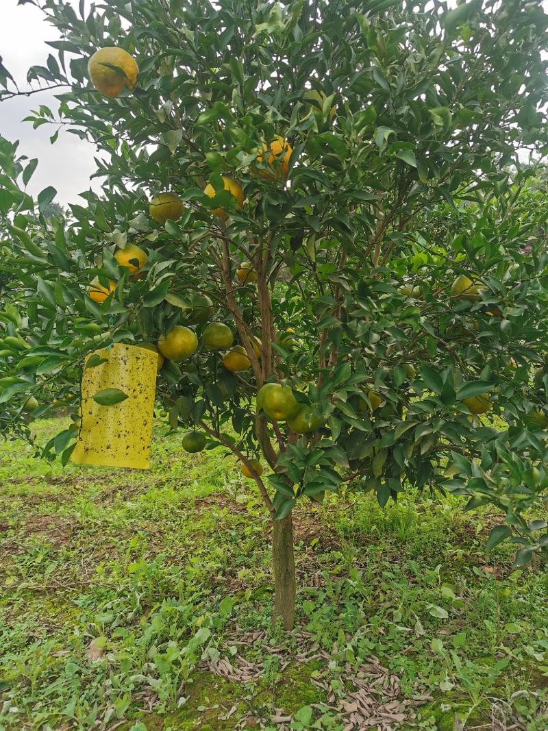 4—5公分耙耙柑挂果树，可以带果出货。