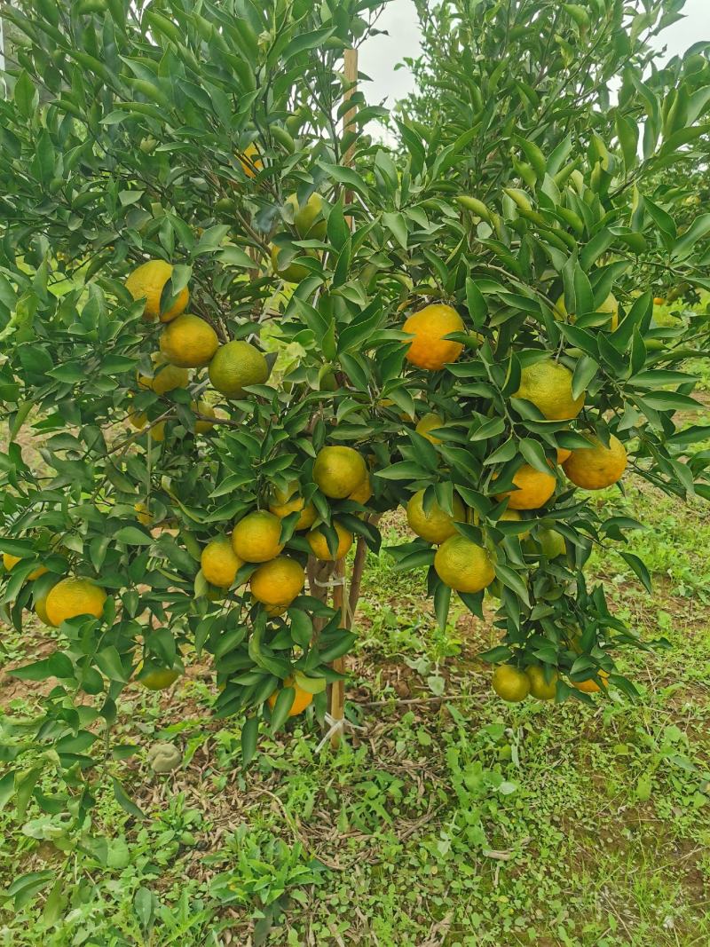 4—5公分耙耙柑挂果树，可以带果出货。