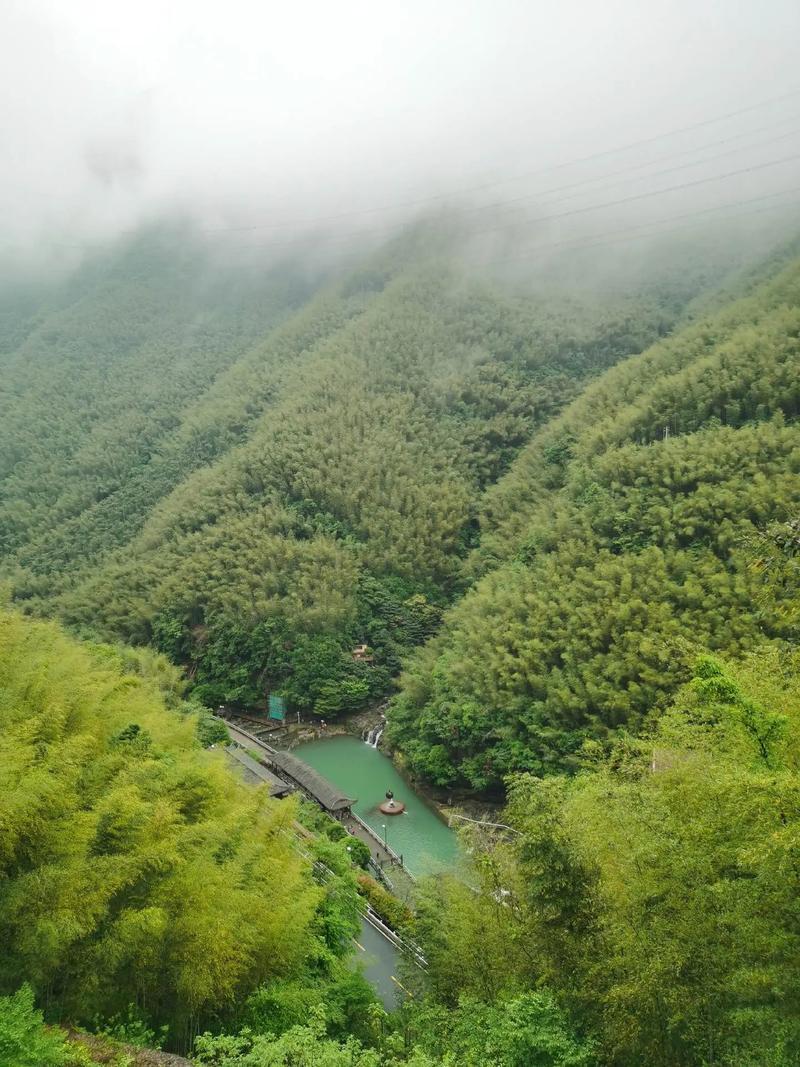 来自中国竹乡浙江安吉的竹林鸡